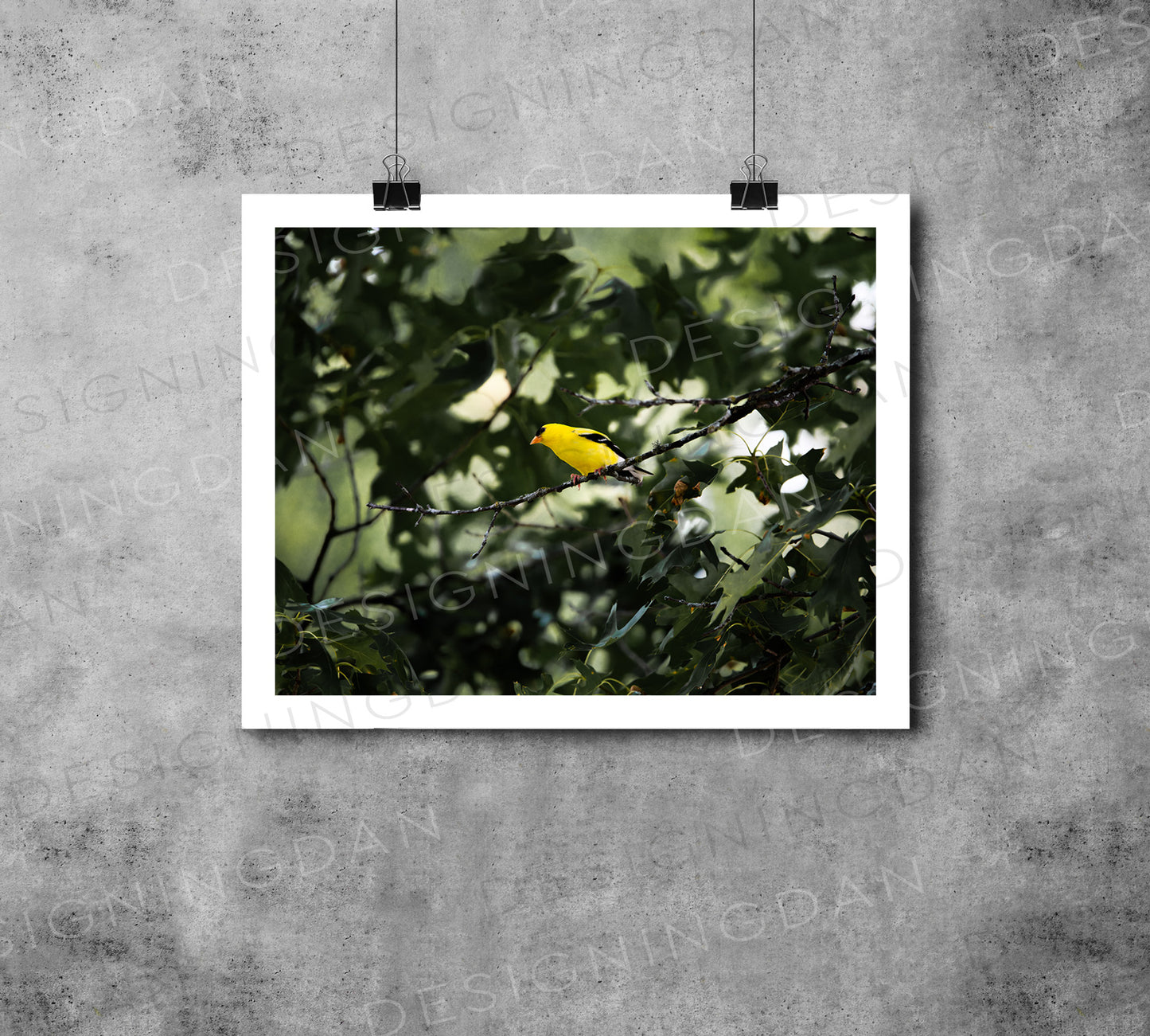 "Goldfinch"