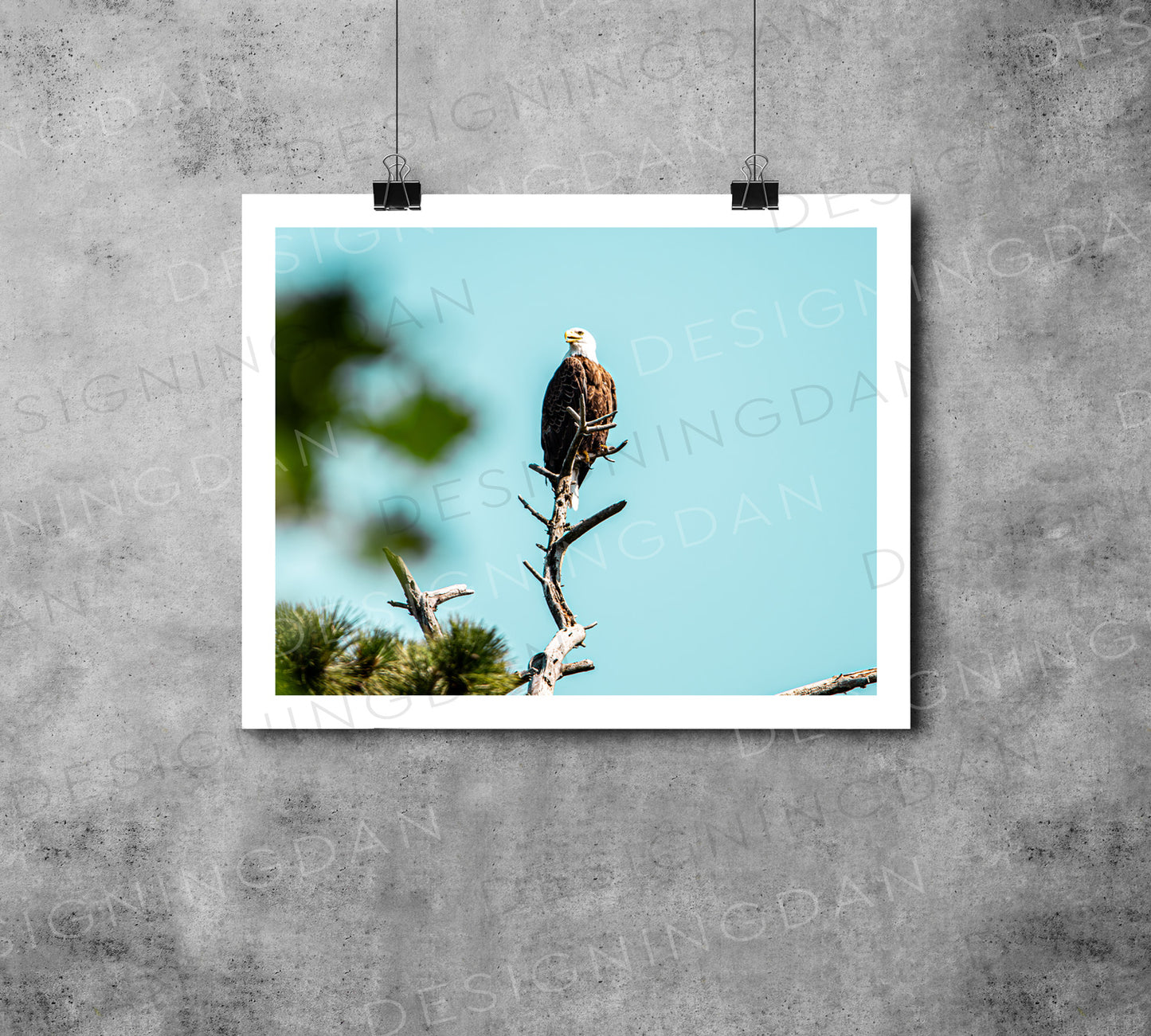 "Bald Eagle"