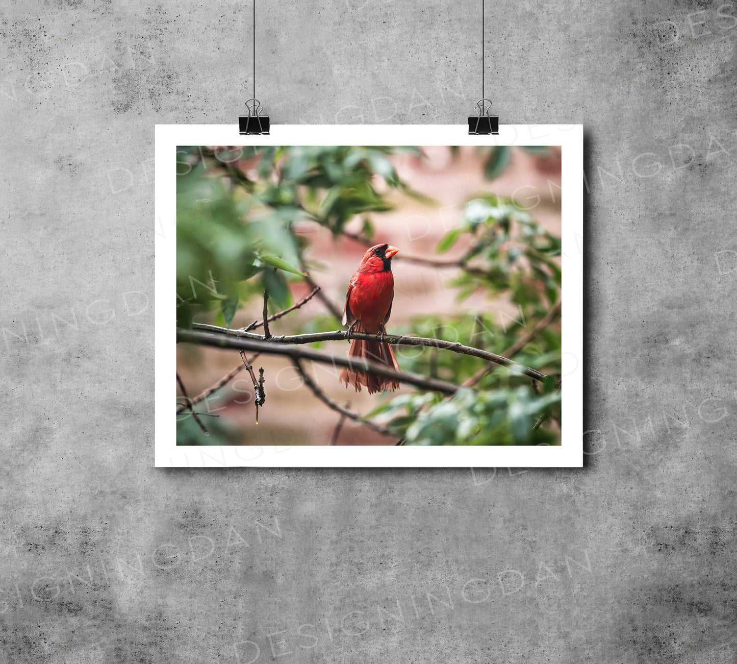 "Cardinal"