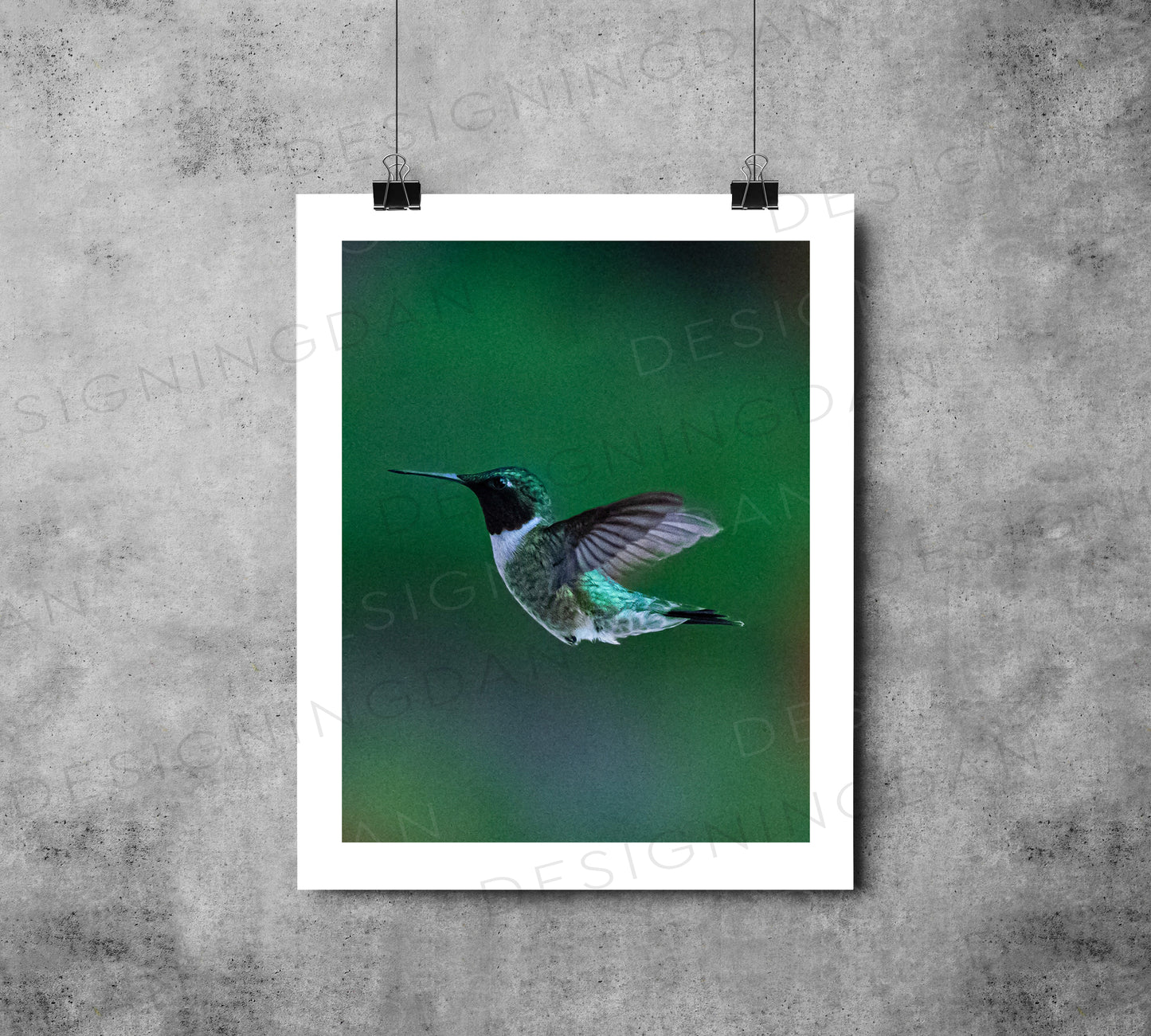 "Hummingbird 3"