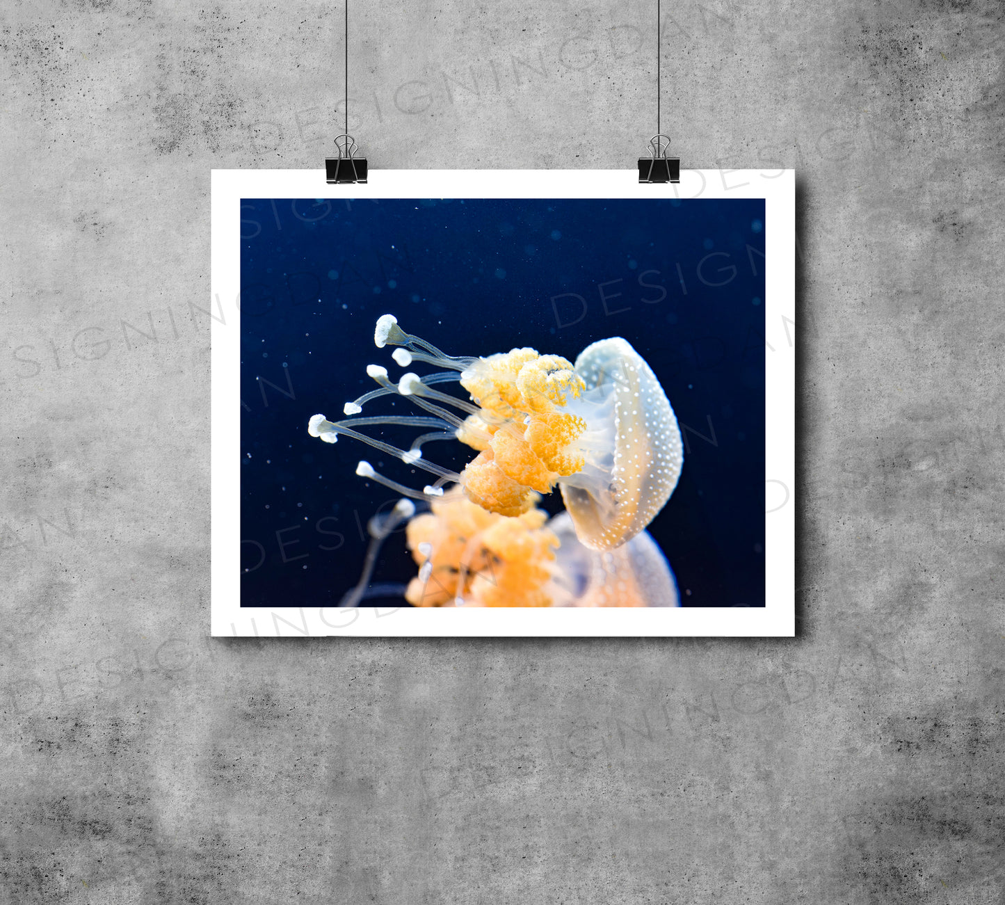"Jellyfish"